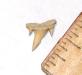 Reef Shark Tooth